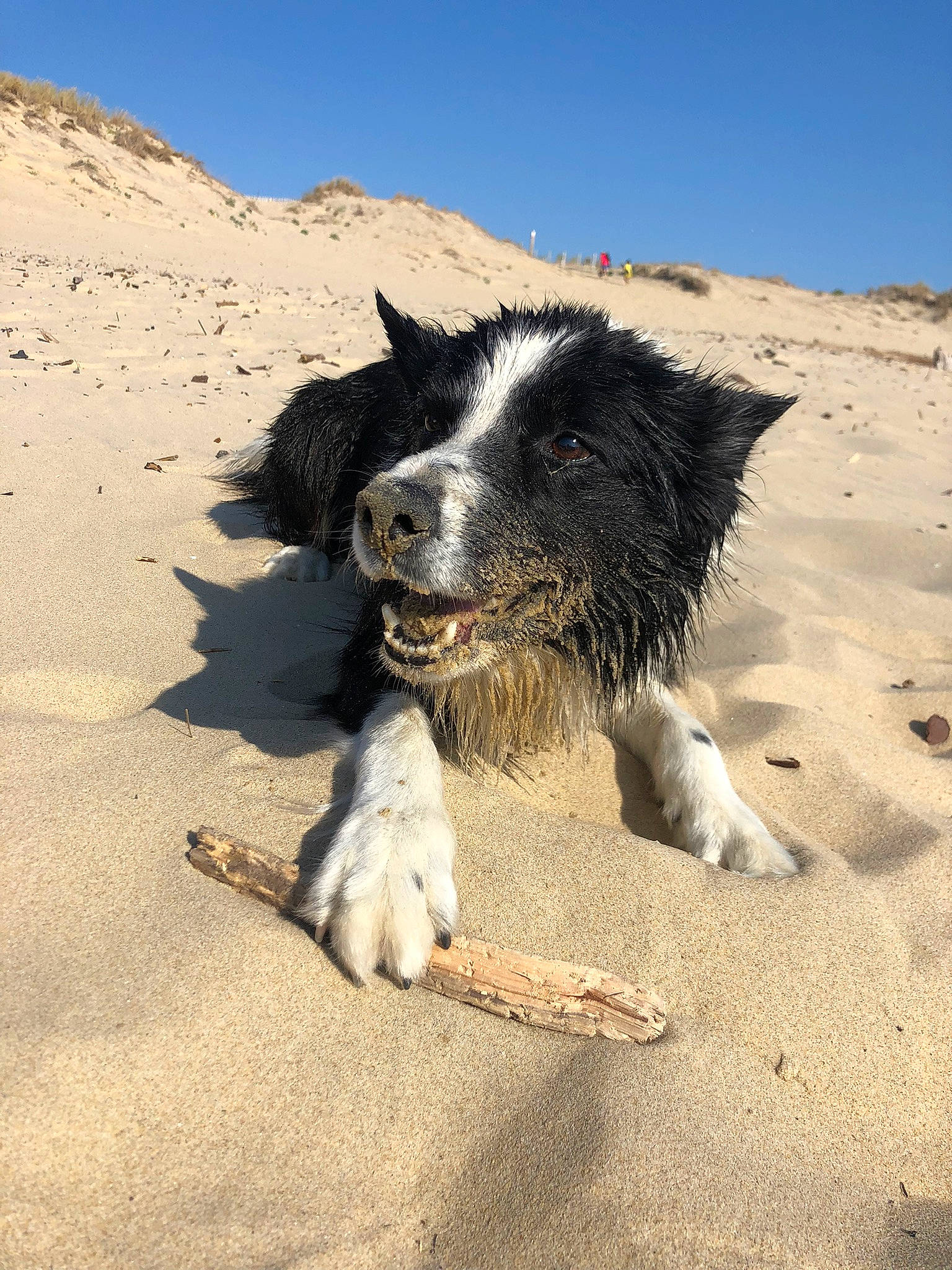 Junior participe au concours pour gagner de l'argent avec cette photo : aeolian_landform, beach, canidae, carnivore, companion_dog, dog, dog_breed, fur, herding_dog, landscape, paw, sand, shadow, sky, snout, soil, sporting_group, tail, wind_wave, working_animal