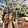 Lucero G.