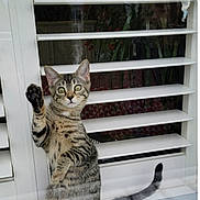 Monica is registered to the contest to win money with this photo: cat, tabby_cat, window, glass, paw, reflection, indoor, shutters, curious, standing, pet, animal, feline, striped, whiskers, ears, tail, home, lamp, plants
