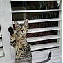 cat, tabby_cat, window, glass, paw, reflection, indoor, shutters, curious, standing, pet, animal, feline, striped, whiskers, ears, tail, home, lamp, plants