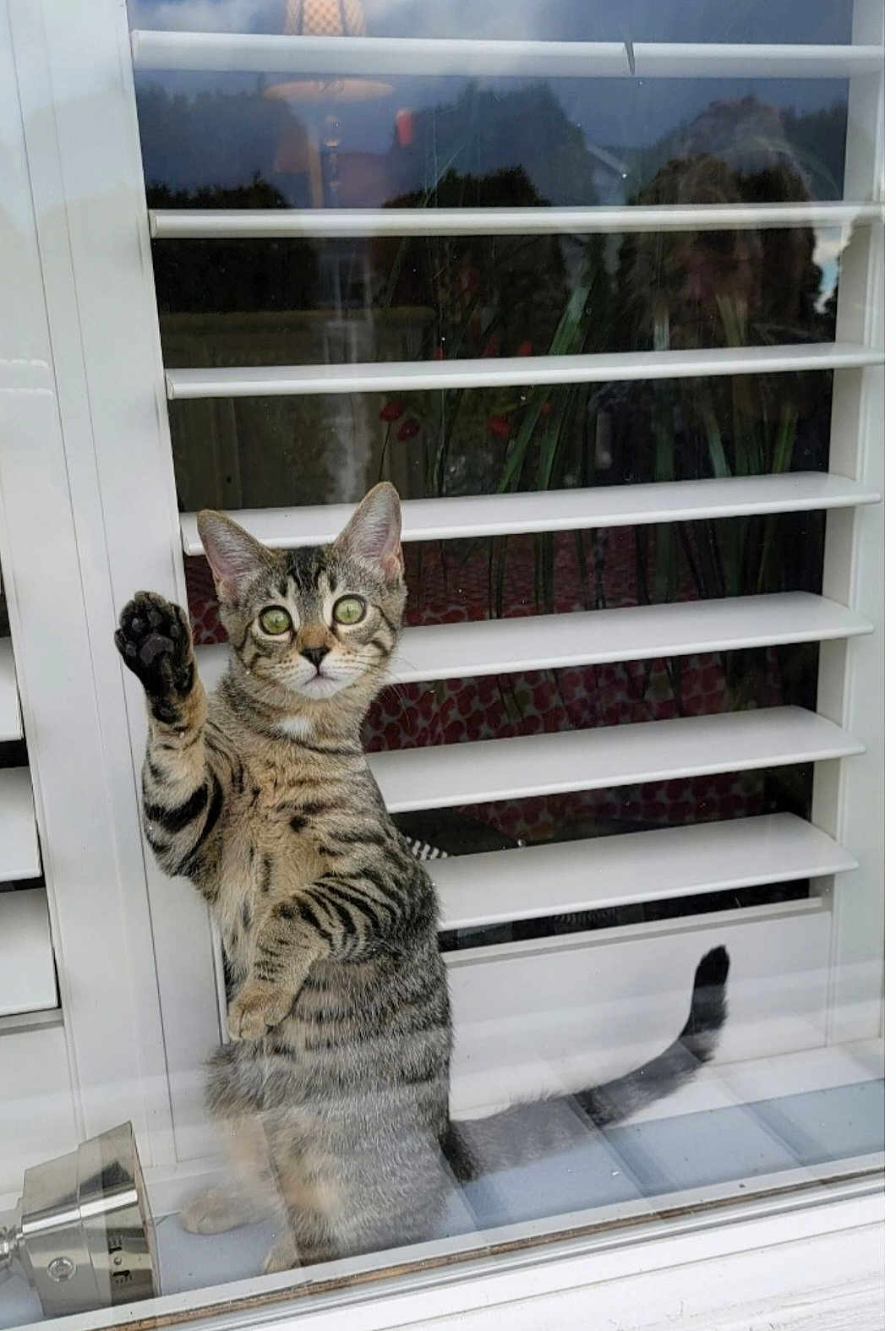 Monica is registered to the contest to win money with this photo: cat, tabby_cat, window, glass, paw, reflection, indoor, shutters, curious, standing, pet, animal, feline, striped, whiskers, ears, tail, home, lamp, plants