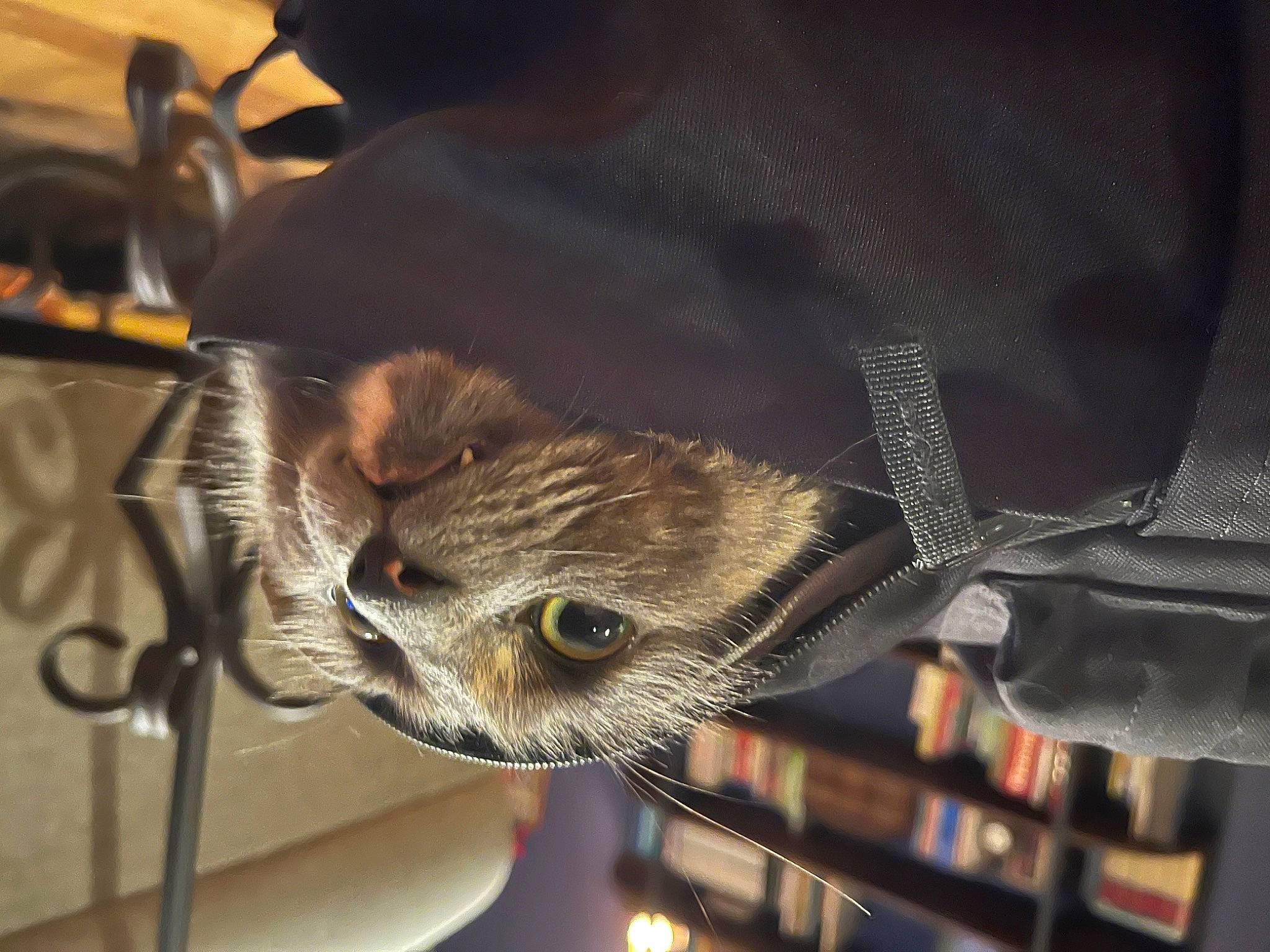 Buttercup is registered to the contest to win money with this photo: carnivore, cat, cat_supply, comfort, domestic_short_haired_cat, ear, felidae, fur, small_to_medium_sized_cats, whiskers, wildlife