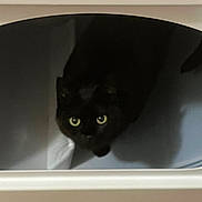 Jackie joined the competition — help win amazing prizes! cat, black_cat, animal, pet, drawer, indoor, yellow_eyes, shadow, curious, feline, cute, domestic_animal, looking_up, cozy, dark, mystery, whiskers, closeup, portrait, hiding