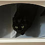 cat, black_cat, animal, pet, drawer, indoor, yellow_eyes, shadow, curious, feline, cute, domestic_animal, looking_up, cozy, dark, mystery, whiskers, closeup, portrait, hiding
