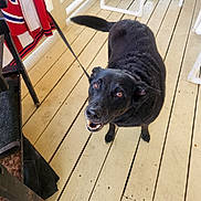 Pepper is registered to the contest to win money with this photo: dog, black_dog, pet, animal, canine, porch, wooden_floor, leash, looking_up, happy, ears, tail, mouth_open, furniture, towel, outdoor, daylight, domestic, friendly, companion