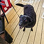 dog, black_dog, pet, animal, canine, porch, wooden_floor, leash, looking_up, happy, ears, tail, mouth_open, furniture, towel, outdoor, daylight, domestic, friendly, companion