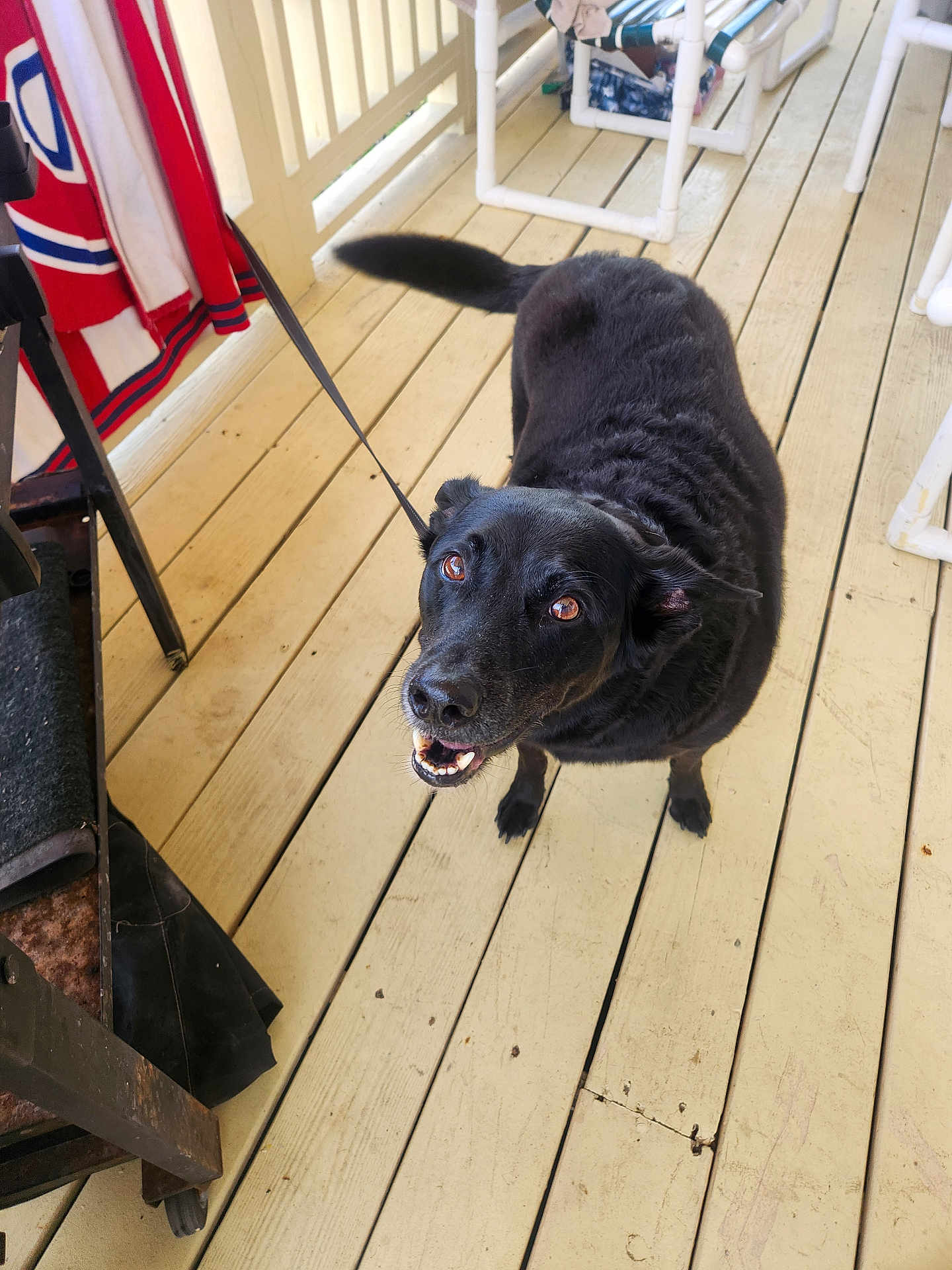Pepper