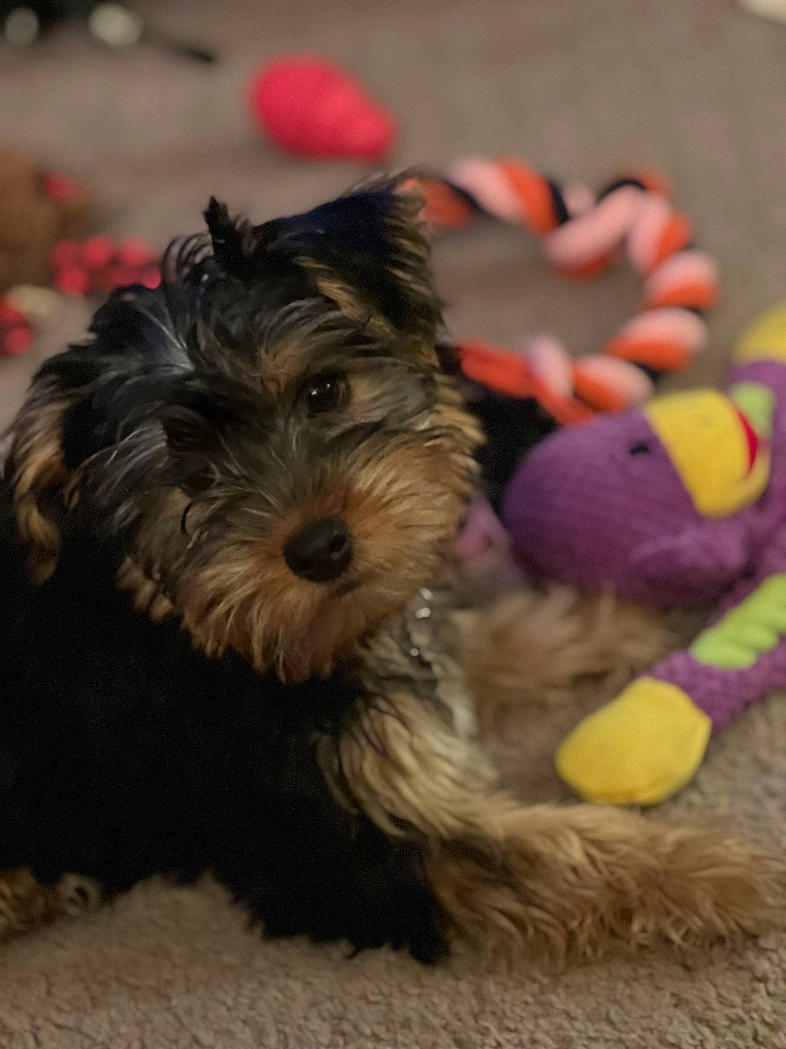 Rolo is registered to the contest to win money with this photo: biewer_terrier, canidae, carnivore, companion_dog, dog, dog_breed, dog_supply, event, fur, non_sporting_group, paw, pet_supply, puppy, small_terrier, snout, sporting_group, terrier, toy_dog, working_animal, yorkipoo