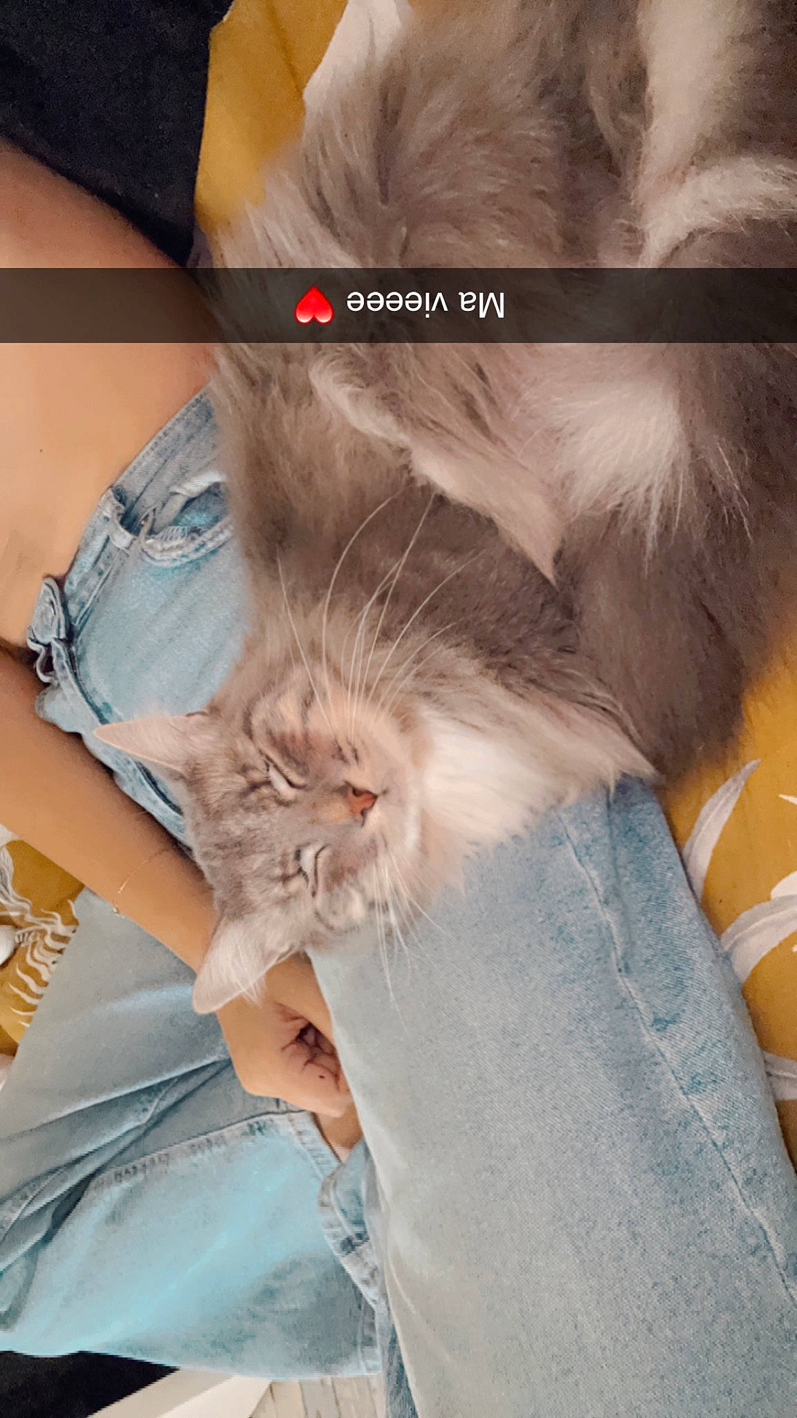 Shealsea a rejoint le concours — aidez-le/la à gagner de superbes lots ! carnivore, cat, claw, comfort, companion_dog, denim, domestic_short_haired_cat, fawn, felidae, fur, gesture, human_leg, lap, paw, photo_caption, small_to_medium_sized_cats, tail, whiskers