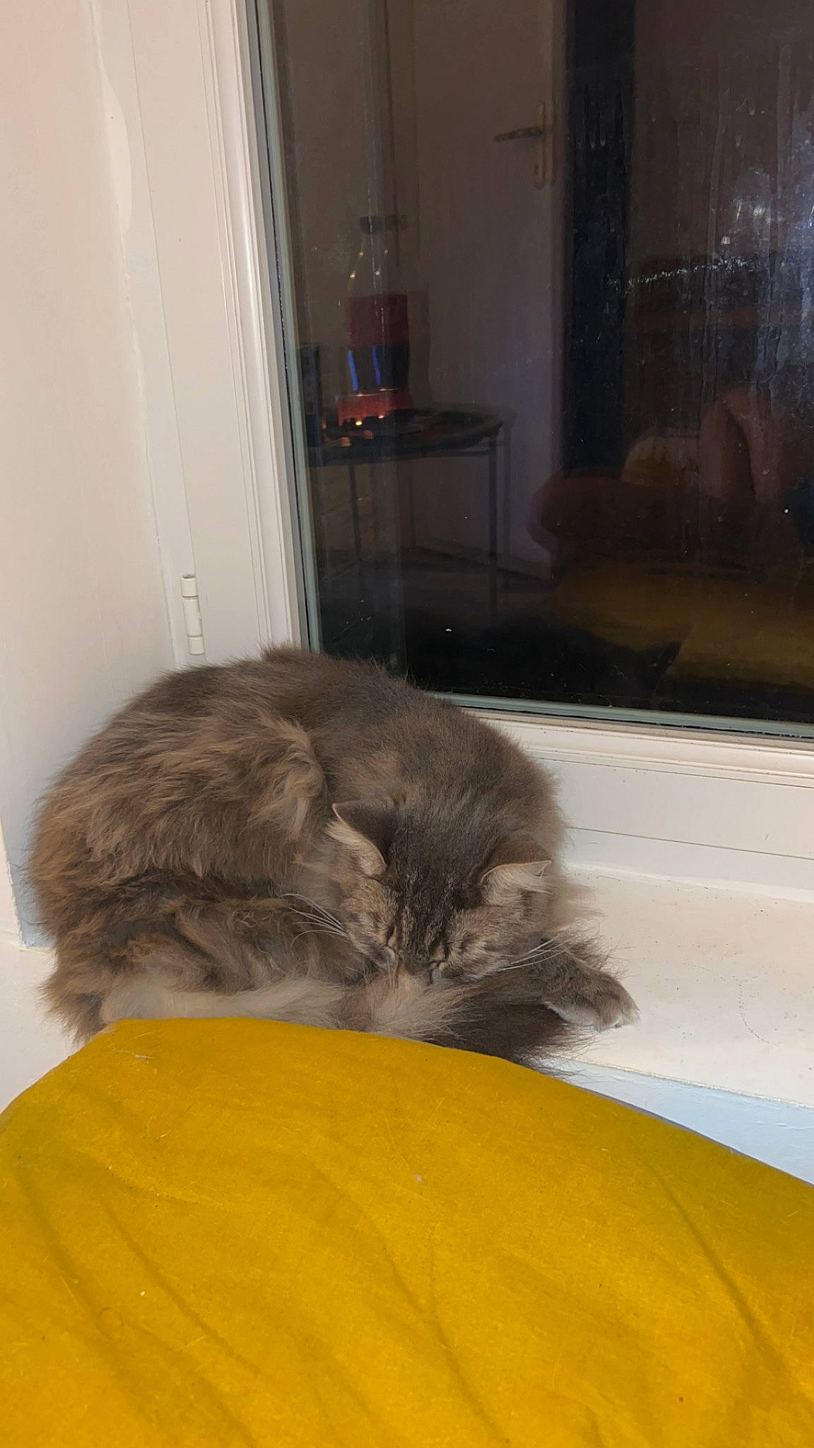 Shealsea participe au concours pour gagner de l'argent avec cette photo : carnivore, cat, comfort, companion_dog, dog_breed, door, fawn, felidae, flooring, fur, hardwood, liver, nap, room, small_to_medium_sized_cats, snout, sporting_group, tail, terrestrial_animal, whiskers