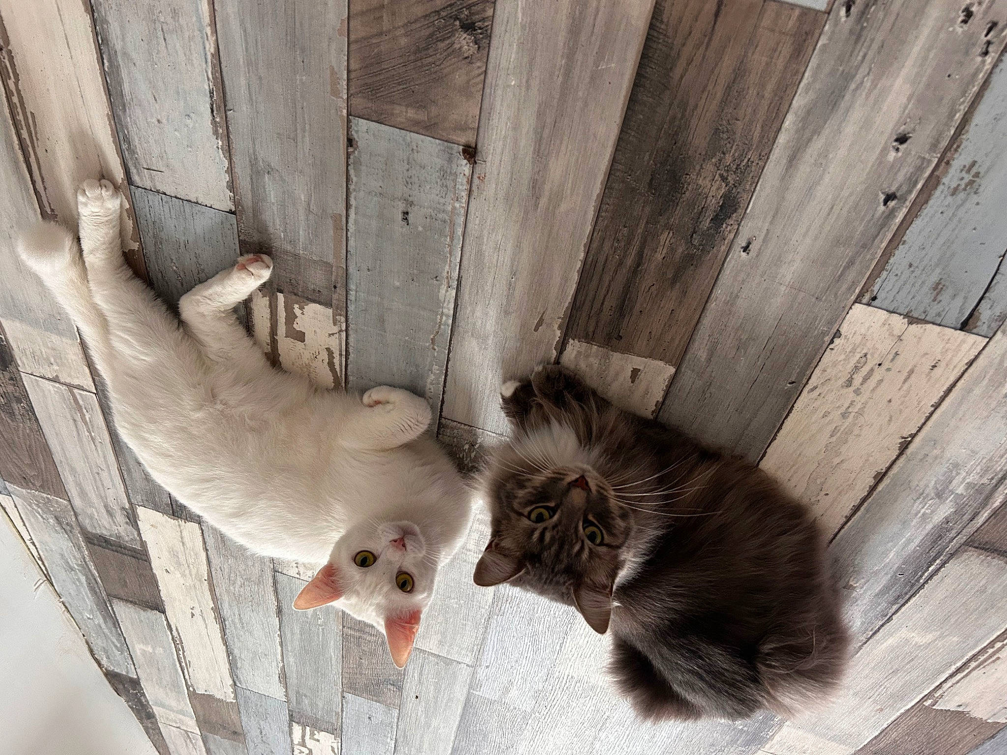 Shealsea participe au concours pour gagner de l'argent avec cette photo : animal_shelter, canidae, carnivore, claw, dog_breed, domestic_short_haired_cat, felidae, fur, hardwood, mammal, mustelidae, pet_supply, plank, small_to_medium_sized_cats, sporting_group, tail, terrestrial_animal, vertebrate, whiskers, wood