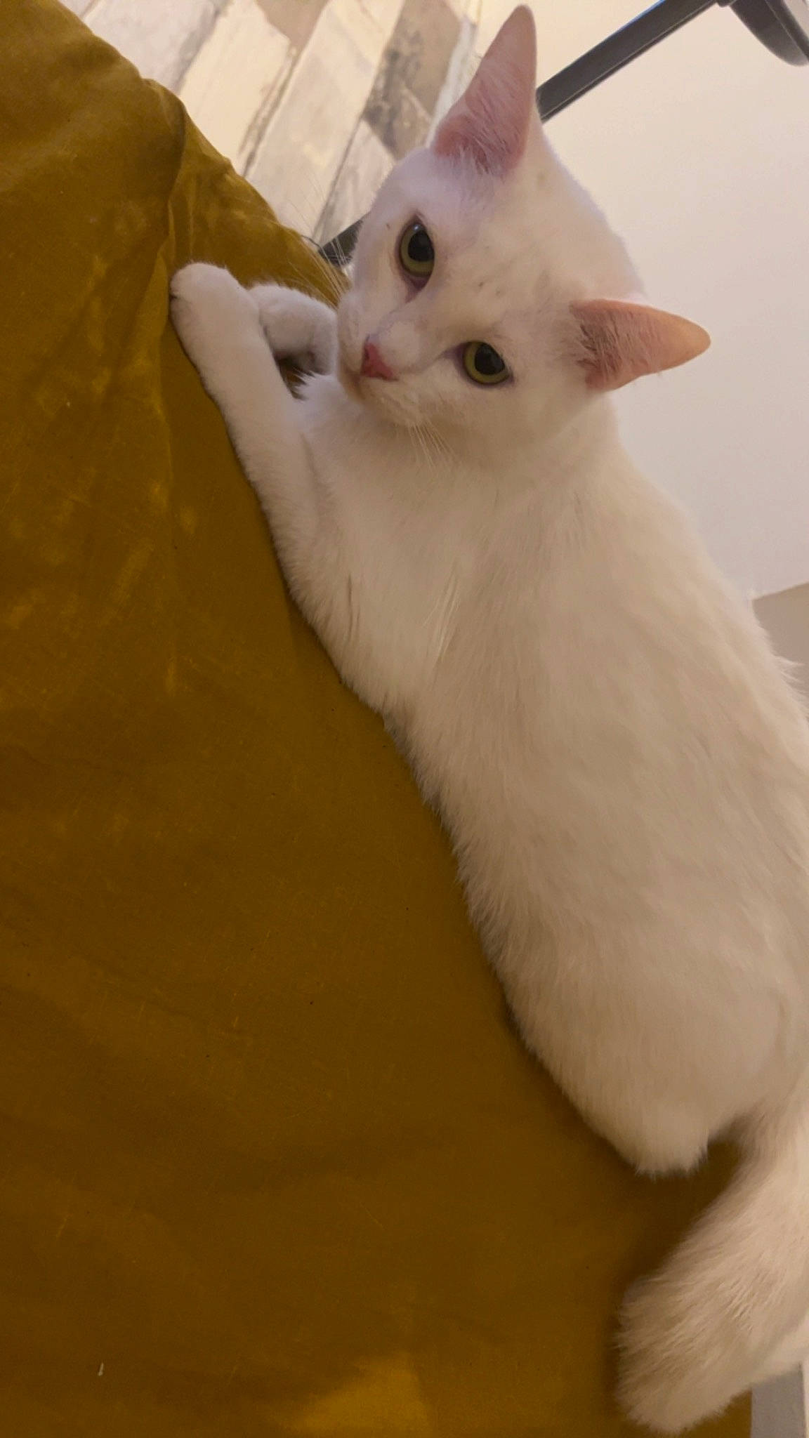 Seattle a rejoint le concours — aidez-le/la à gagner de superbes lots ! carnivore, cat, comfort, domestic_short_haired_cat, fawn, felidae, fur, hardwood, paw, small_to_medium_sized_cats, snout, tail, whiskers