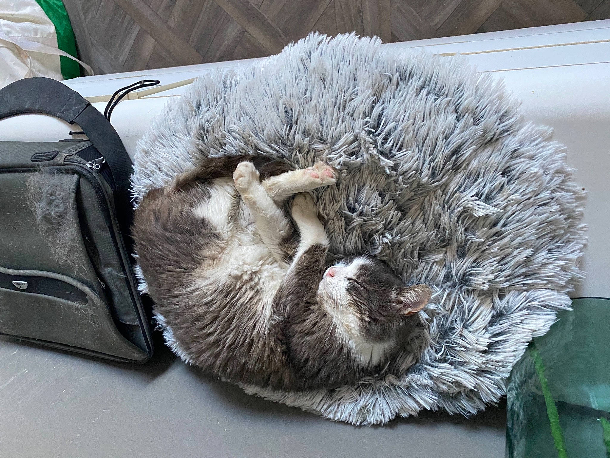 Grizouillon a rejoint le concours — aidez-le/la à gagner de superbes lots ! baggage, carnivore, cat, cat_bed, cat_supply, claw, comfort, felidae, fur, leather, nap, pet_supply, sleep, small_to_medium_sized_cats, vertebrate, whiskers