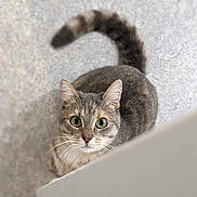 Cali a rejoint le concours — aidez-le/la à gagner de superbes lots ! abyssinian, angora, animal, cat, egyptiancat, kitten, manx, pet
