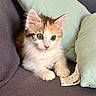 Nala a rejoint le concours — aidez-le/la à gagner de superbes lots ! animal, calico, cat, couch, cozy, curious, cute, domestic, feline, fur, indoor, kitten, pet, pillow, resting, small, tag, whiskers, wide_eyes, young