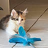 animal, blue, cat, curious, cute, domestic, ears, feather, feline, floor, indoor, kitten, paws, pet, playful, small, tile, toy, whiskers, young