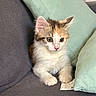 animal, calico, cat, couch, cozy, curious, cushion, cute, domestic, feline, fluffy, fur, indoor, kitten, pet, resting, small, soft, whiskers, young
