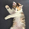 kitten, cat, calico, fluffy, pet, animal, cute, lying_down, paw, fur, whiskers, ears, playful, curious, indoor, closeup, young, mammal, domestic, relaxed