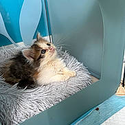 Nala a rejoint le concours — aidez-le/la à gagner de superbes lots ! animal, bed, blue_background, cat, cozy, curious, cute, ears, enclosure, eyes, feline, fluffy, fur, indoor, kitten, pet, resting, small, soft, whiskers