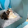 animal, bed, blue_background, cat, cozy, curious, cute, ears, enclosure, eyes, feline, fluffy, fur, indoor, kitten, pet, resting, small, soft, whiskers