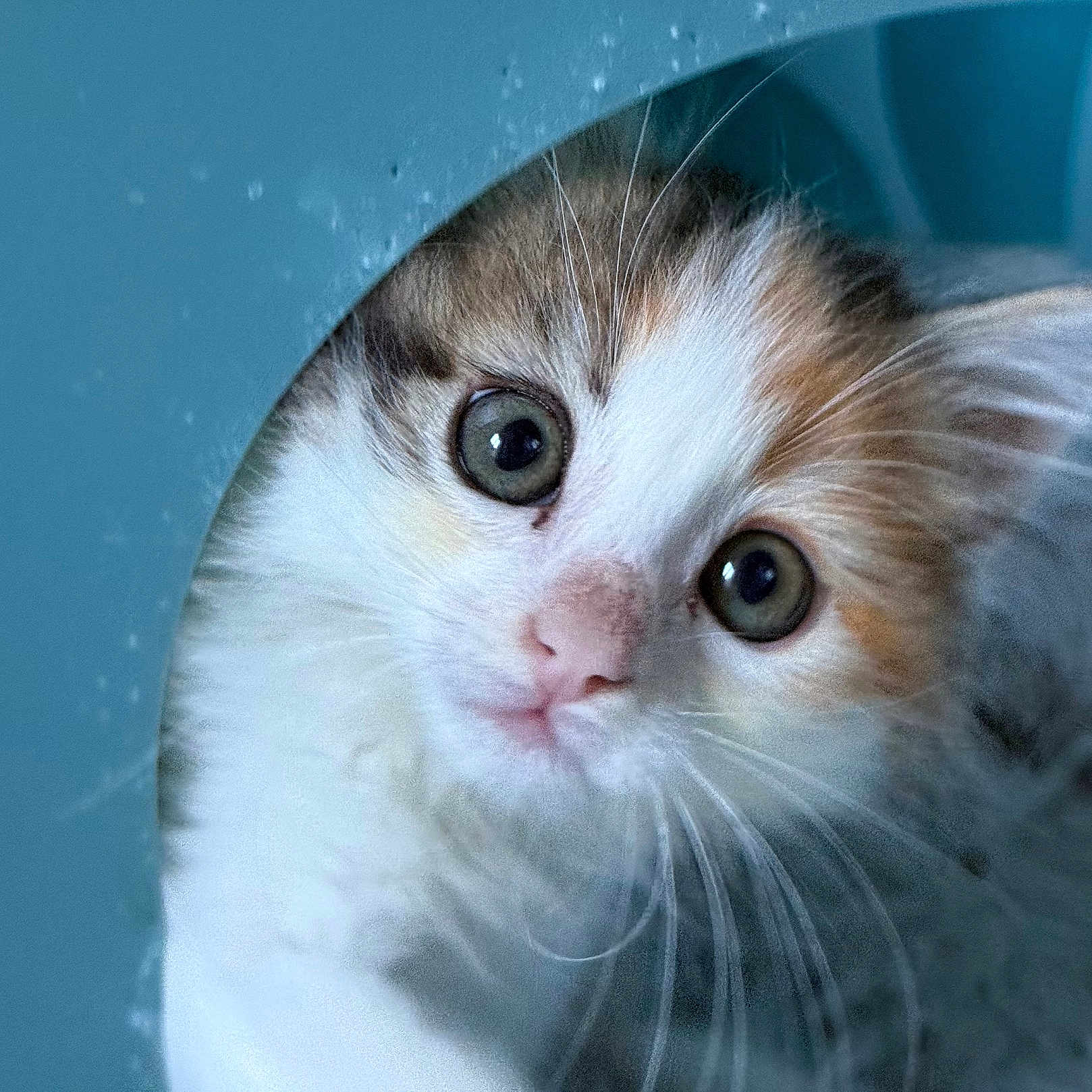 Nala