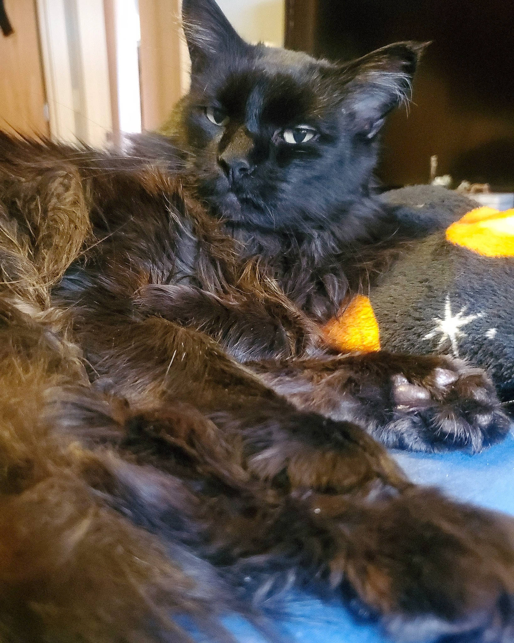 Hemingway is registered to the contest to win money with this photo: black_cat, carnivore, cat, claw, domestic_short_haired_cat, electric_blue, fawn, felidae, fur, paw, small_to_medium_sized_cats, snout, tail, terrestrial_animal, whiskers