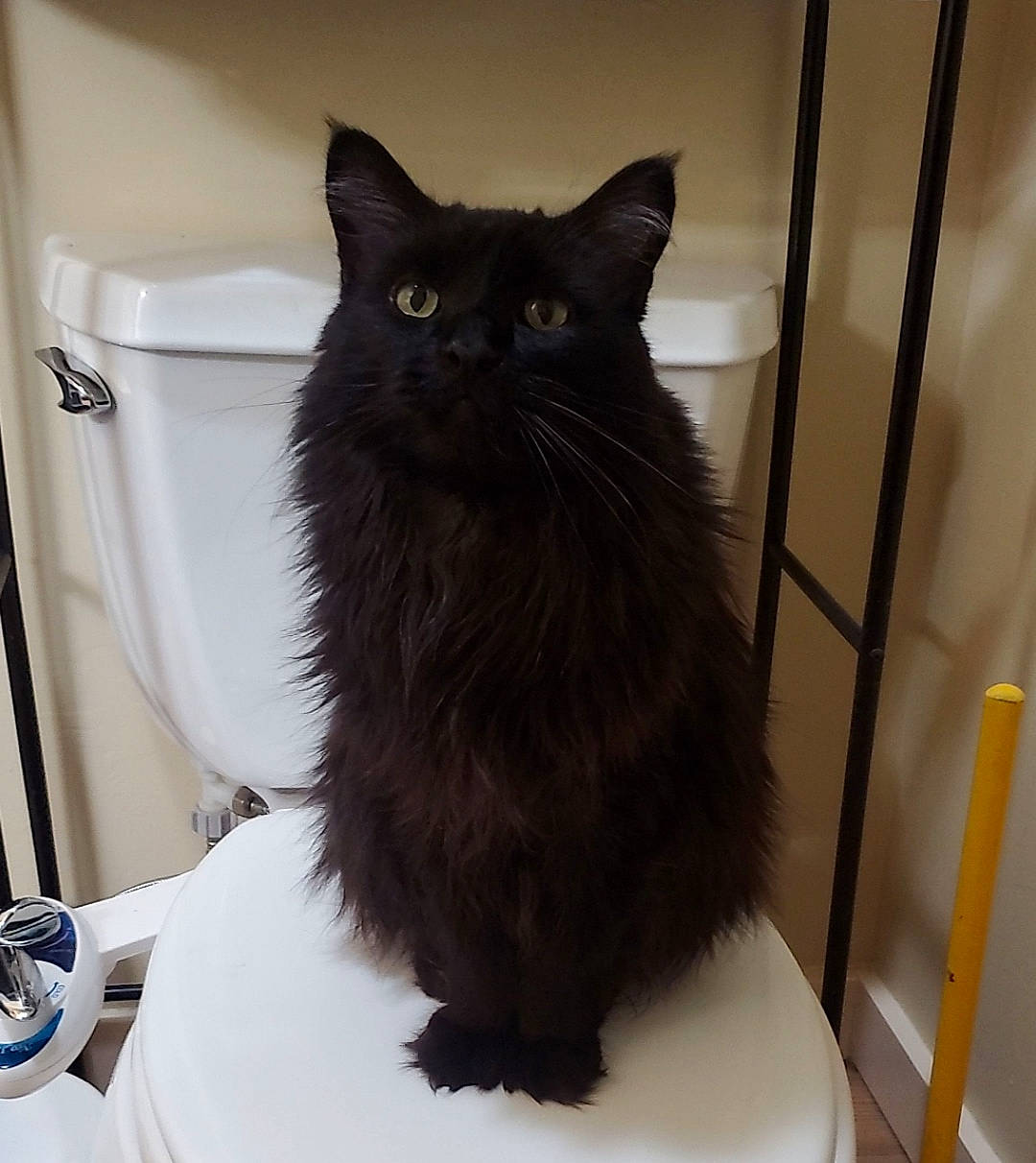 Hemingway joined the competition — help win amazing prizes! bag, black_cat, bombay, box, british_longhair, carnivore, cat, cat_supply, comfort, domestic_short_haired_cat, felidae, fur, grey, pet_supply, small_to_medium_sized_cats, snout, tail, terrestrial_animal, whiskers, window