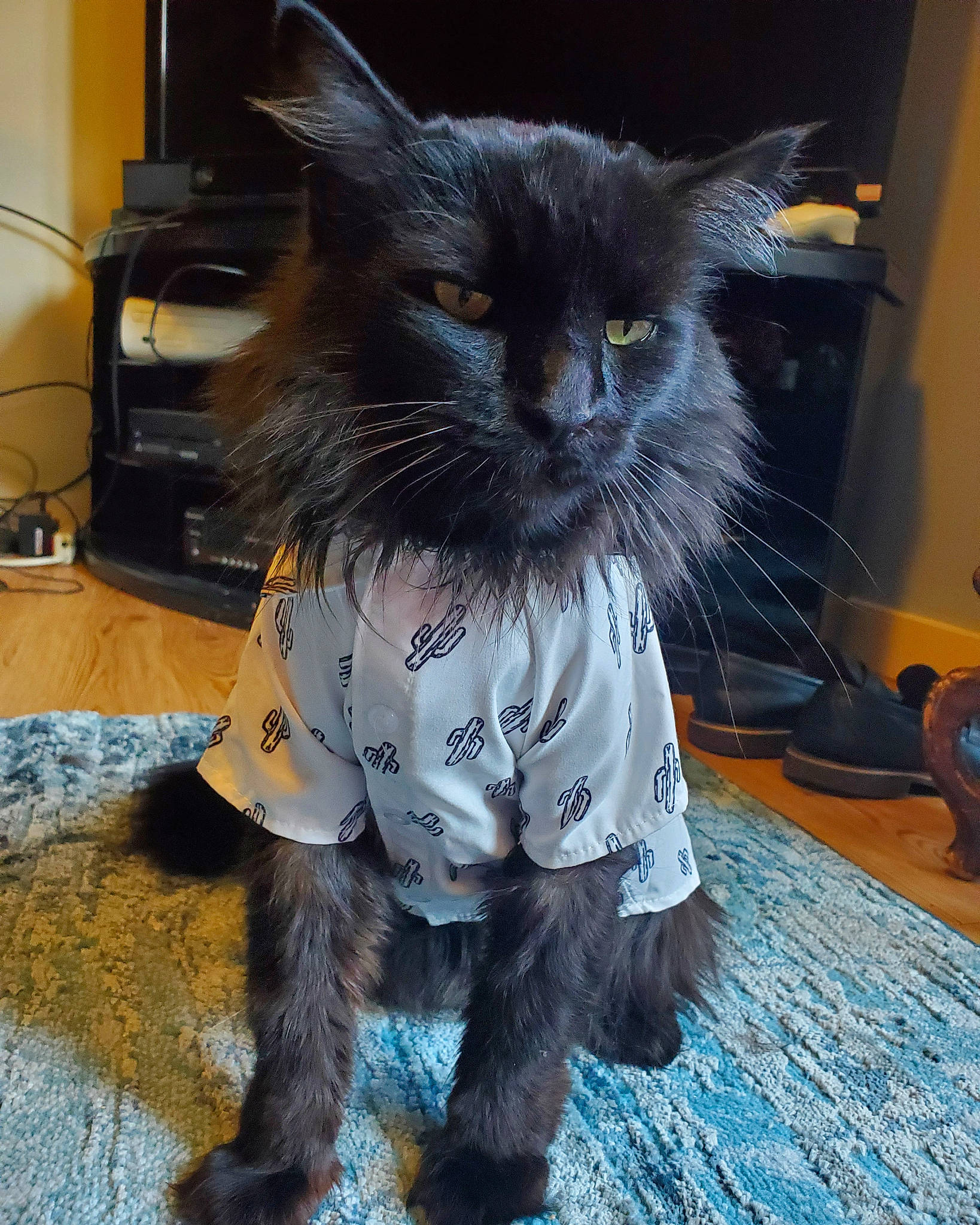 Hemingway is registered to the contest to win money with this photo: black_cat, canidae, carnivore, cat, claw, companion_dog, dog_breed, domestic_short_haired_cat, electric_blue, felidae, flooring, fur, grey, mammal, paw, russian_blue, small_to_medium_sized_cats, snout, tail, whiskers