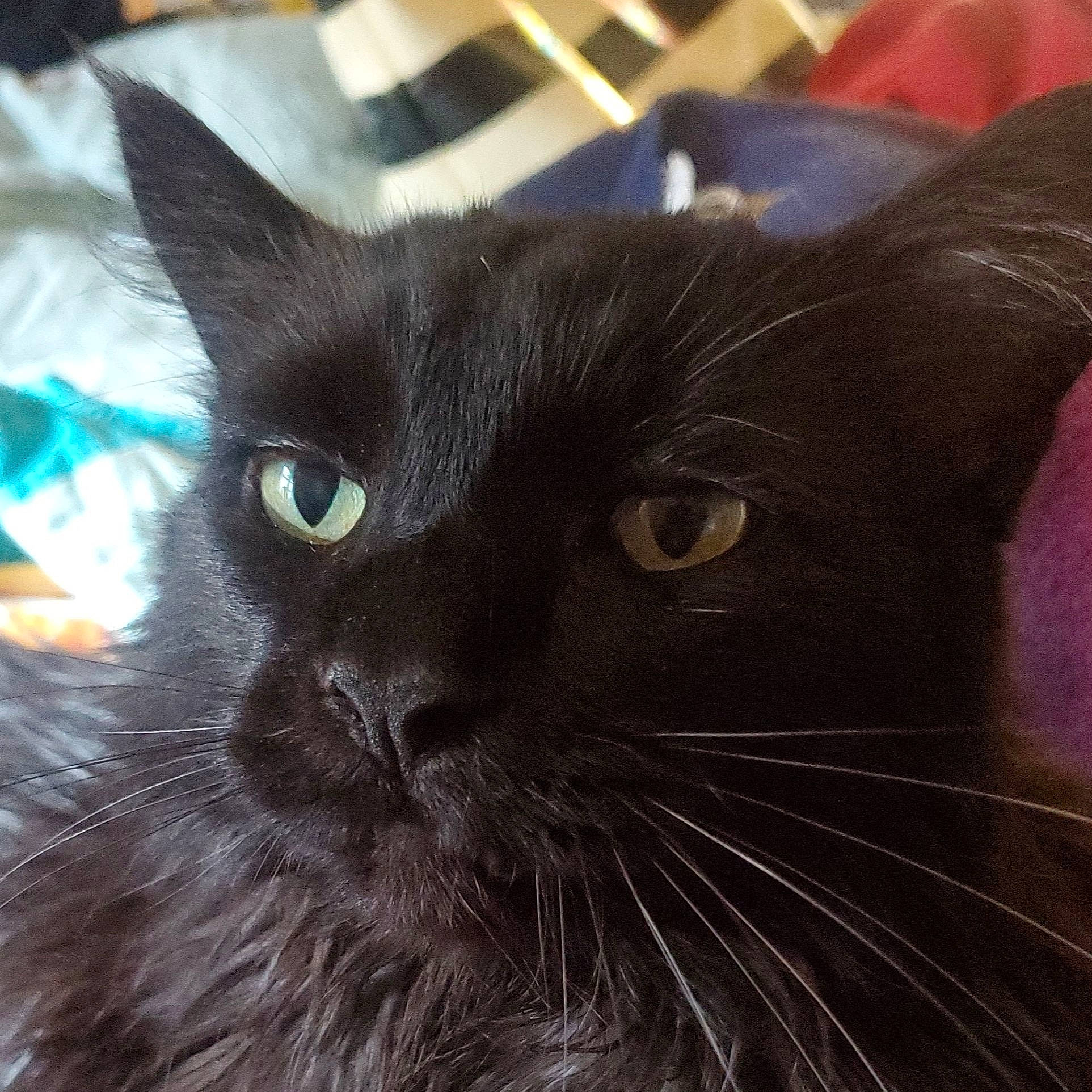 Hemingway is registered to the contest to win money with this photo: black_cat, bombay, carnivore, cat, close_up, comfort, domestic_short_haired_cat, electric_blue, eye, felidae, fur, hair, head, small_to_medium_sized_cats, snout, terrestrial_animal, whiskers