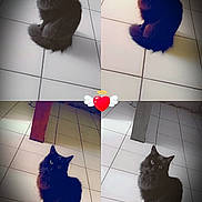 Bahia a rejoint le concours — aidez-le/la à gagner de superbes lots ! animal, black_cat, cat, collage, cute, feline, floor, four_images, furry, halo, heart_emoji, indoor, light_effect, looking_up, pet, portrait, shadow, sitting, tile_floor, winged_heart