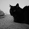 Bahia participe au concours pour gagner de l'argent avec cette photo : animal, black_cat, box, carpet, cat, closeup, curious, ears, eyes, feline, floor, fur, indoor, monochrome, pet, quiet, resting, shadow, timestamp, whiskers