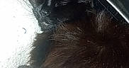 Bahia a rejoint le concours — aidez-le/la à gagner de superbes lots ! animal, black_cat, cat, close_up, cozy, cute, domestic_cat, ear, feline, fluffy, fur, indoor, pet, quiet, relaxation, resting, sleeping, soft_texture, whiskers, white_blanket