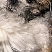 Mitzy joined the competition — help win amazing prizes! dog, puppy, close_up, fluffy, fur, white_fur, brown_fur, cute, nose, eye, whiskers, pet, portrait, indoor, tiny_dog, companion, snout, hairy, closeup_portrait, relaxed