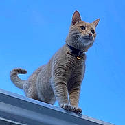 Simba joined the competition — help win amazing prizes! cat, orange_tabby, animal, pet, outdoor, sky, rooftop, fur, whiskers, tail, collar, blue_sky, standing, alert, daylight, mammal, domestic_cat, cute, feline, looking_away