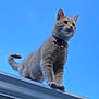 cat, orange_tabby, animal, pet, outdoor, sky, rooftop, fur, whiskers, tail, collar, blue_sky, standing, alert, daylight, mammal, domestic_cat, cute, feline, looking_away