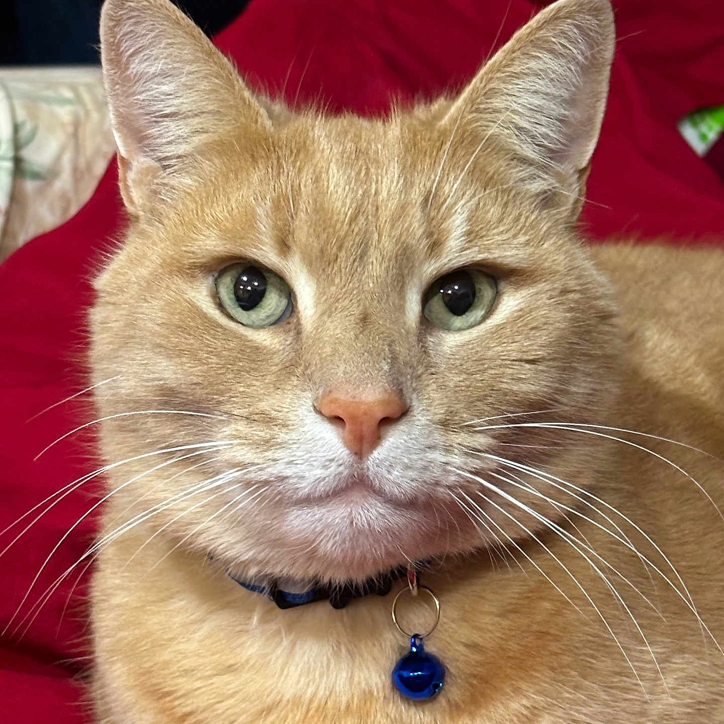 Simba joined the competition — help win amazing prizes! animal, bell, cat, closeup, collar, cozy, cute, domestic_cat, face, feline, fur, ginger_cat, green_eyes, indoor, mammal, pet, portrait, red_blanket, relaxed, whiskers