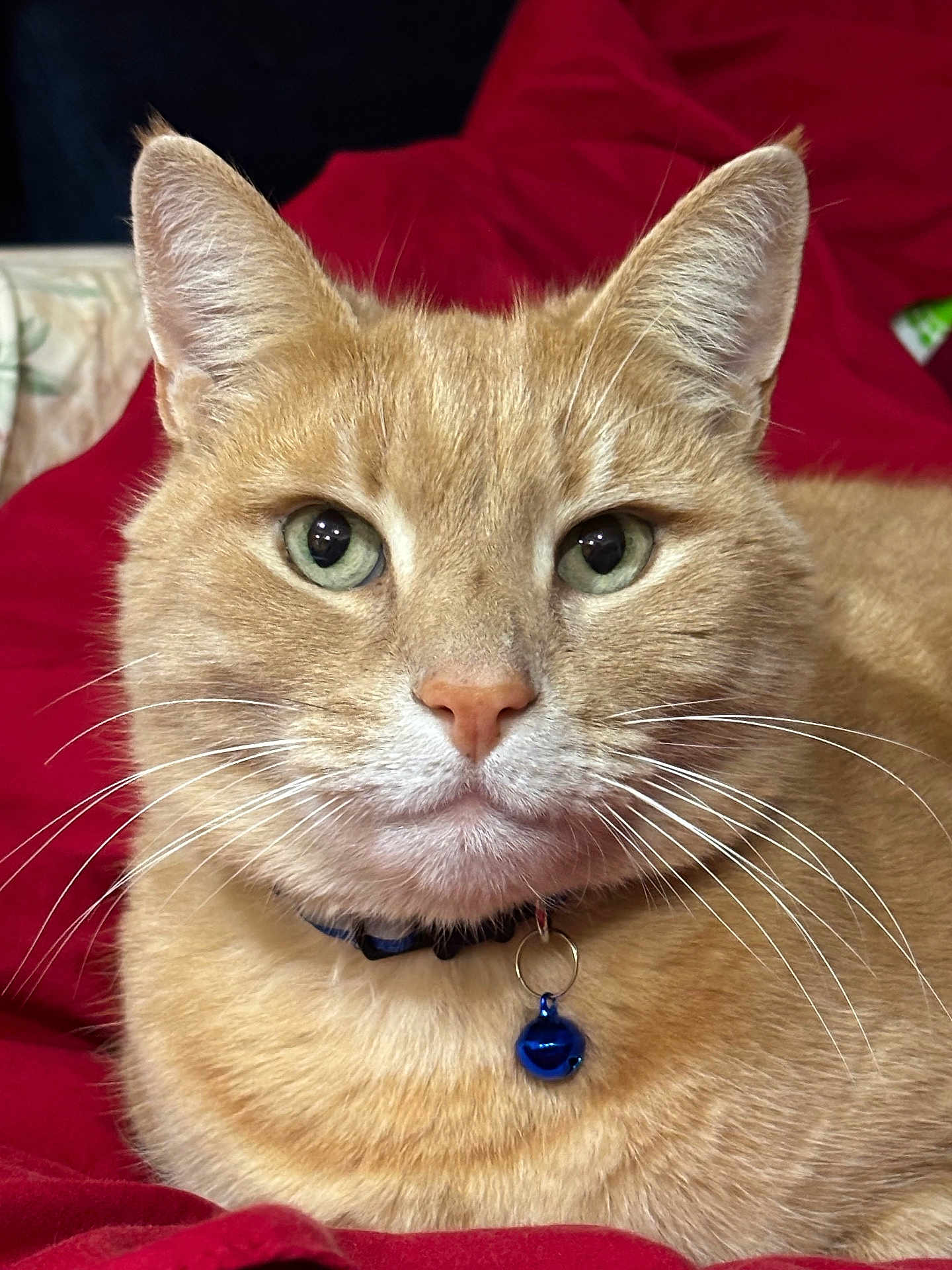 Simba
