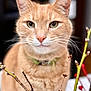 Simba is registered to the contest to win money with this photo: animal, background_blur, branches, buds, cat, close_up, collar, cute, domestic_cat, feline, fur, ginger_cat, glass_vase, green_eyes, indoor, nature, pet, portrait, soft_focus, whiskers