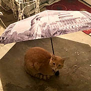 Simba joined the competition — help win amazing prizes! animal, capitol_building, cat, curled_up, cute, domestic_cat, feline, floor, ginger_cat, indoor, landmark_print, orange_fur, pet, portrait, quiet, resting, shelter, small_umbrella, statue_of_liberty, umbrella