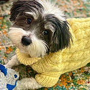 Orio joined the competition — help win amazing prizes! dog, pet, yellow_sweater, knitted, toy, black_and_white, fur, indoor, carpet, patterned_rug, cute, looking_up, paws, cozy, small_dog, furry, animal, companion, resting, playful