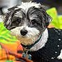 Orio joined the competition — help win amazing prizes! dog, small_dog, black_and_white, fluffy, pet, cute, sweater, collar, indoor, colorful_background, portrait, animal, fur, looking_at_camera, closeup, domestic_animal, adorable, companion, friendly, cozy