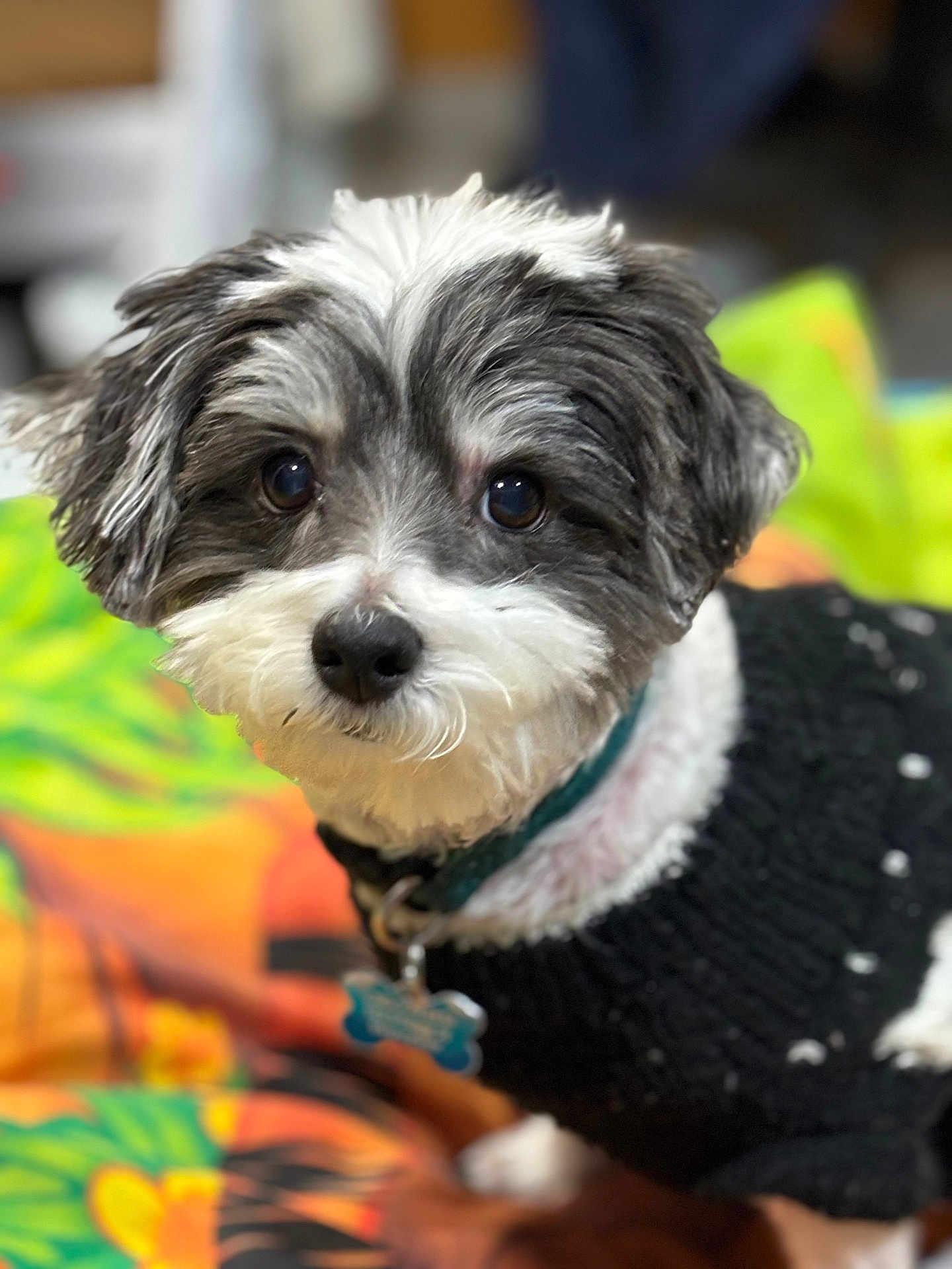 Orio