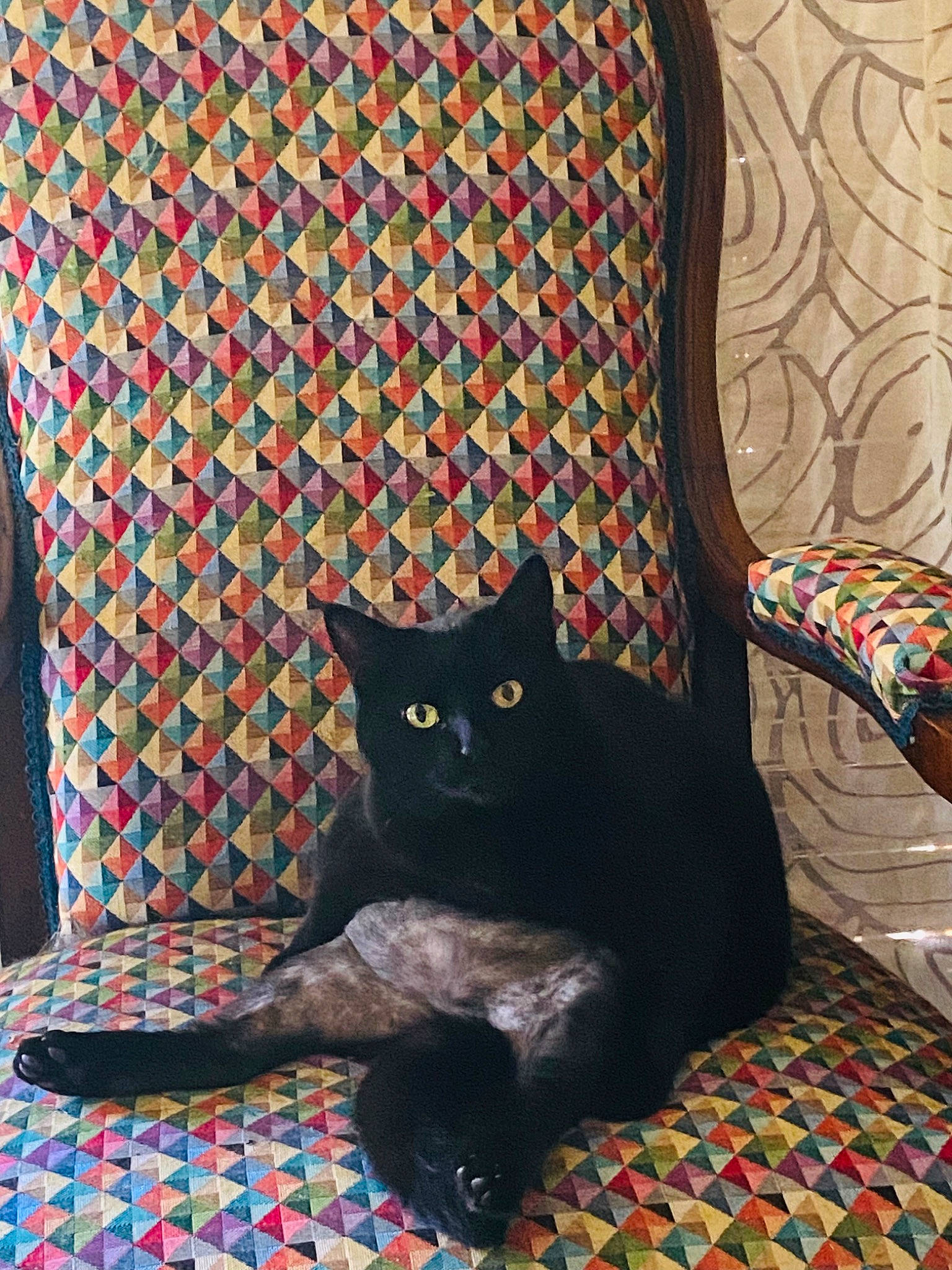 Noxy a rejoint le concours — aidez-le/la à gagner de superbes lots ! bed, bed_sheet, bedding, black_cat, bombay, carnivore, cat, chair, comfort, felidae, furniture, grey, linens, pattern, small_to_medium_sized_cats, studio_couch, tail, textile, whiskers, wood