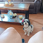 Fluffy is registered to the contest to win money with this photo: dog, small_dog, bow, pet, floor, wooden_floor, couch, coffee_table, candles, decor, living_room, seated_person, knees, home_interior, furniture, indoor, cute, black_and_white, collar, toy