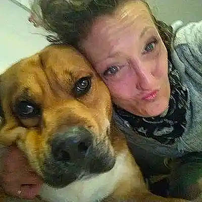 Soocyz a rejoint le concours — aidez-le/la à gagner de superbes lots ! canidae, carnivore, companion_dog, dog, dog_breed, ear, eye, fawn, fur, guard_dog, happy, iris, nose, puppy_love, selfie, snout, sporting_group, surfer_hair, whiskers, working_animal