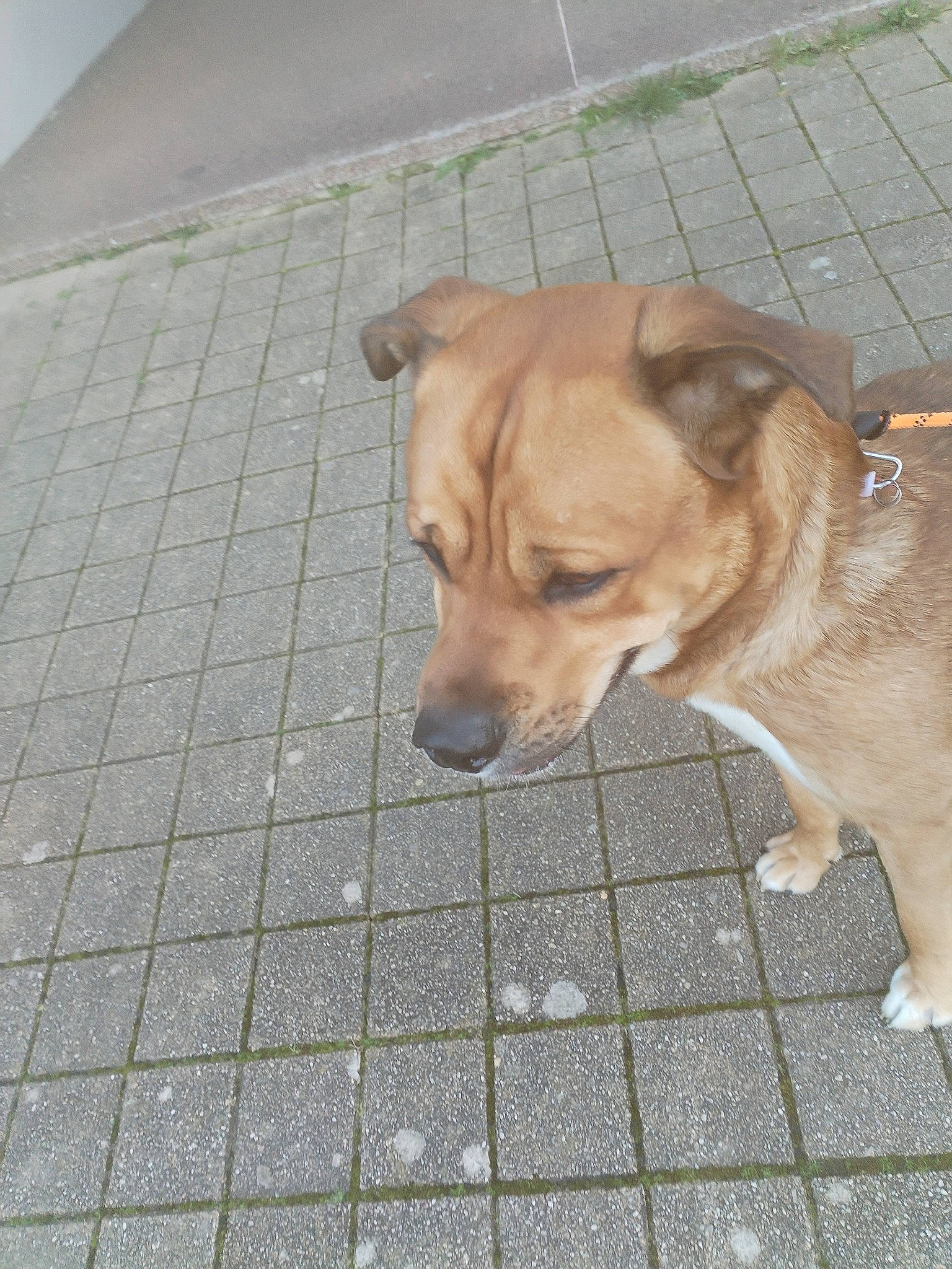 Soocyz participe au concours pour gagner de l'argent avec cette photo : carnivore, collar, companion_dog, dog, dog_breed, dog_collar, dog_supply, fawn, floor, flooring, leash, paw, pet_supply, road_surface, sidewalk, sporting_group, tail, whiskers, wood, working_animal