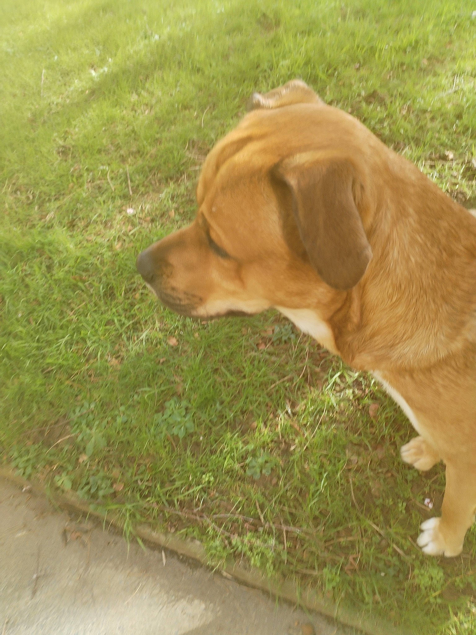 Soocyz participe au concours pour gagner de l'argent avec cette photo : carnivore, collar, companion_dog, dog, dog_breed, dog_collar, fawn, grass, groundcover, gun_dog, liver, paw, plant, pointing_breed, retriever, tail, terrestrial_animal, wood, working_animal, working_dog