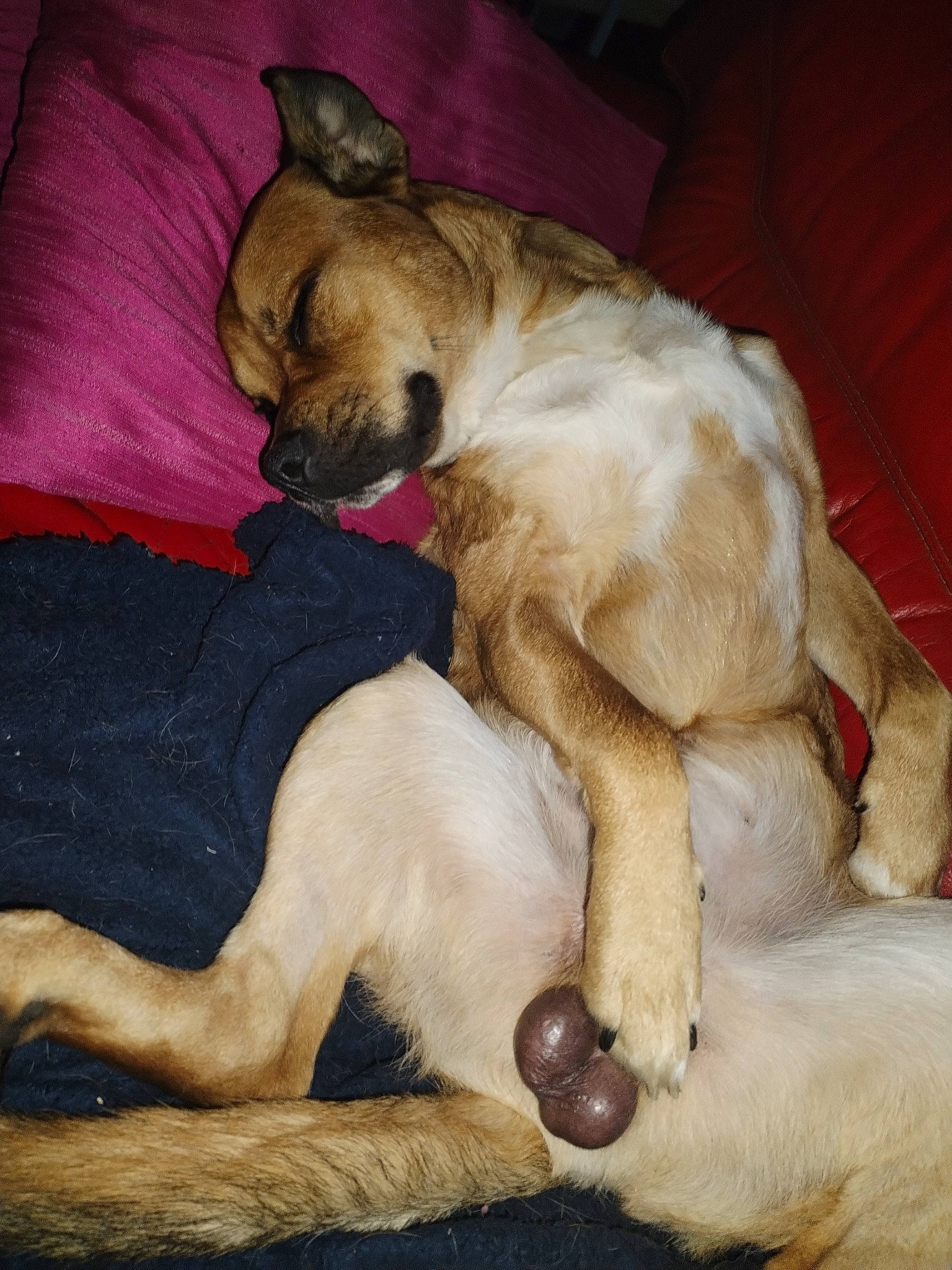 Soocyz participe au concours pour gagner de l'argent avec cette photo : bored, canidae, carnivore, claw, comfort, companion_dog, dog, dog_breed, fawn, felidae, fur, nap, paw, puppy_love, snout, sporting_group, tail, whiskers, working_animal, wrinkle