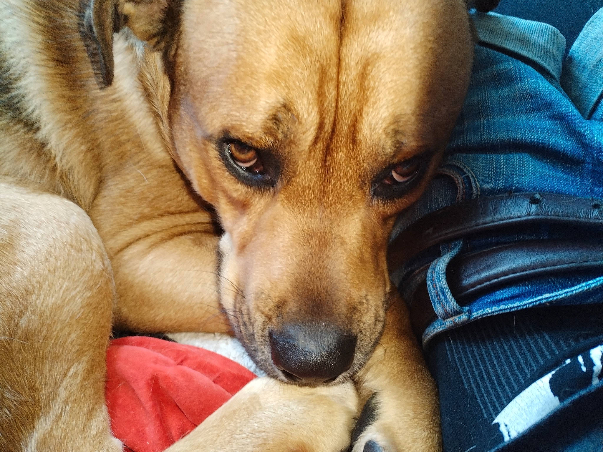 Soocyz participe au concours pour gagner de l'argent avec cette photo : canidae, carnivore, close_up, comfort, companion_dog, dog, dog_breed, ear, fawn, fur, non_sporting_group, paw, puppy_love, snout, sporting_group, terrestrial_animal, toy_dog, watch, whiskers, working_animal