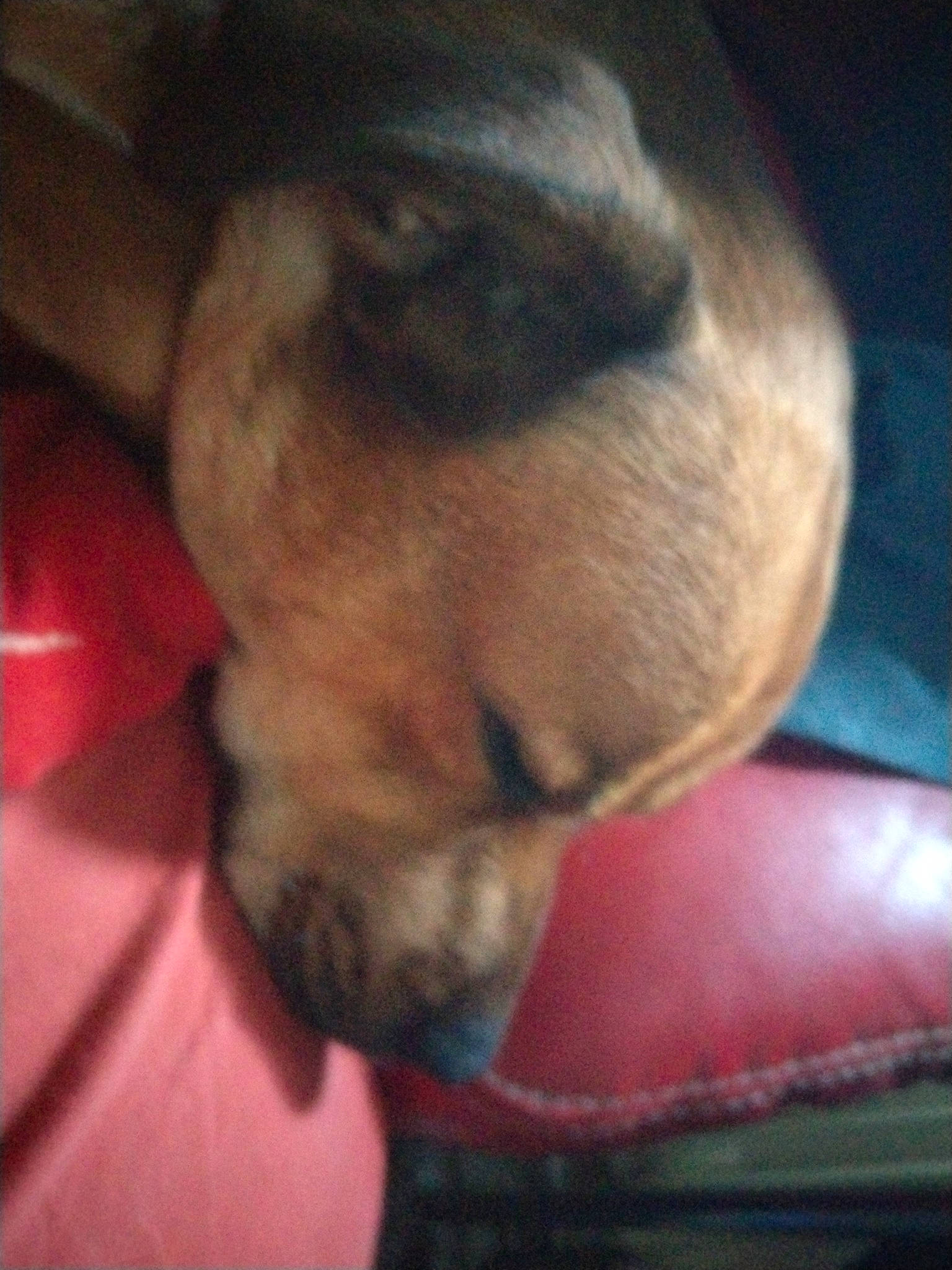 Soocyz participe au concours pour gagner de l'argent avec cette photo : canidae, carnivore, cloud, comfort, companion_dog, dog, dog_breed, ear, fawn, fur, human_leg, nap, paw, snout, sporting_group, square, tints_and_shades, toy_dog, whiskers, working_animal